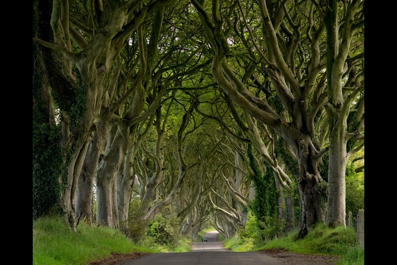 Cathedral of Trees